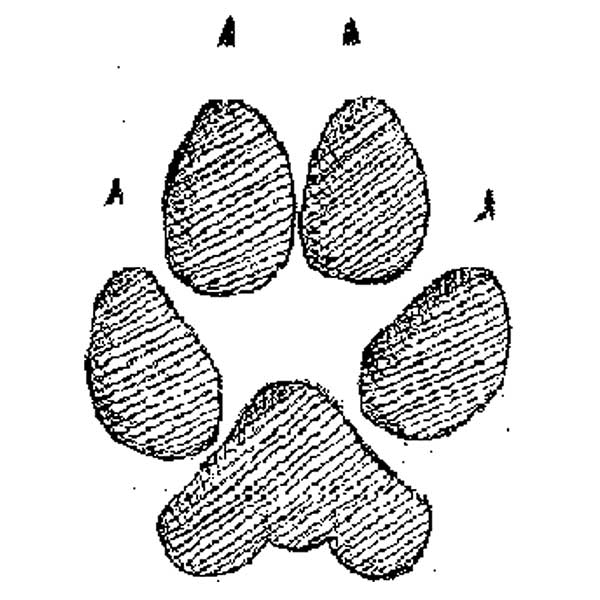 Go Back   Gallery For   Coyote Paw Print Clip Art