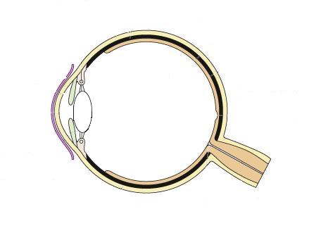 Eye Diagram With Labels Free Cliparts That You Can Download To You    