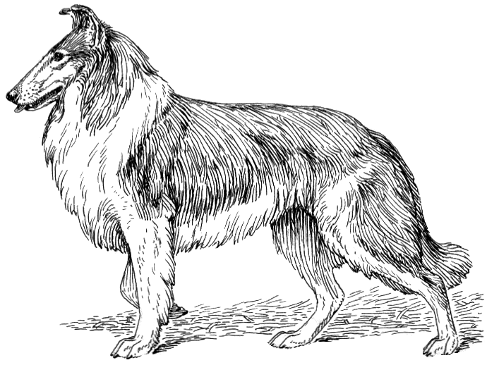 Photo Of A Collie