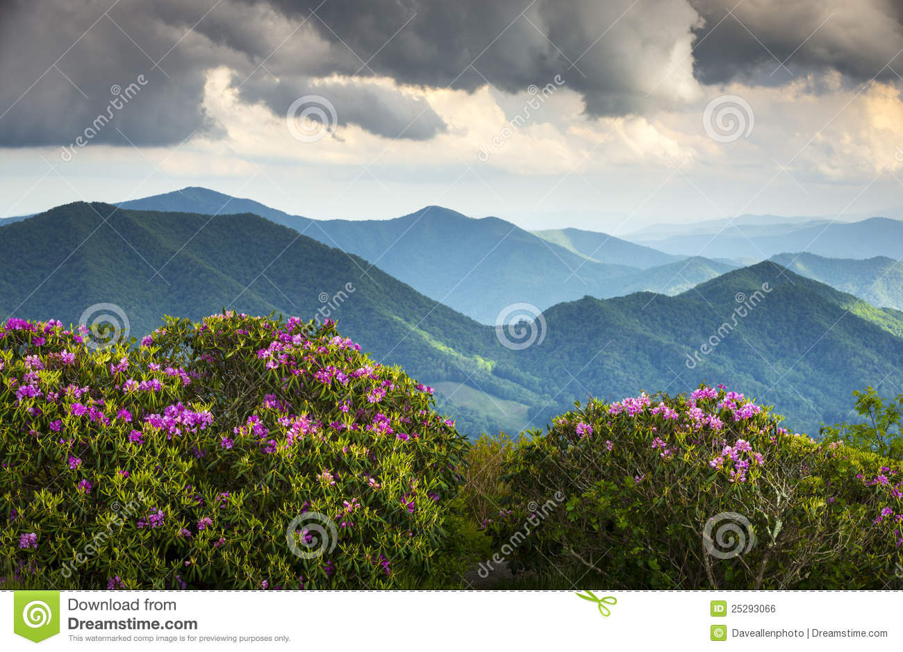 Blue Ridge Appalachian Mountain Peaks And Spring Rhododendron Flowers