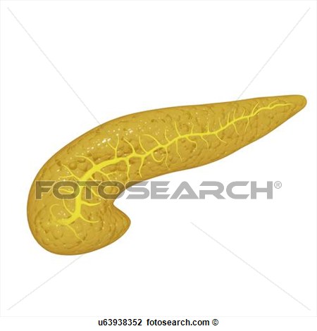 Clip Art Of Pancreas Artwork U63938352   Search Clipart Illustration