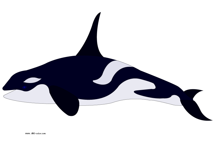 Download Bitmap Clipart Killer Whale