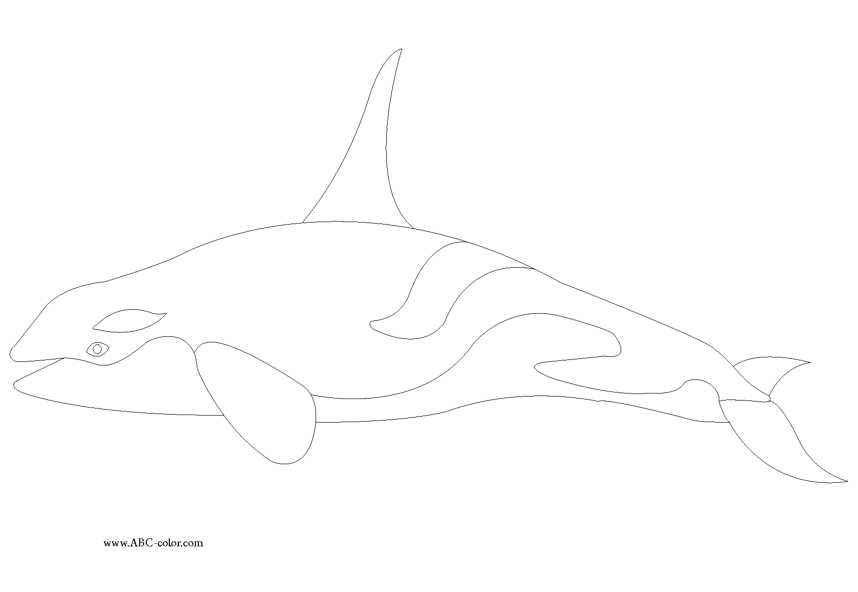 Download Bitmap Coloring Killer Whale