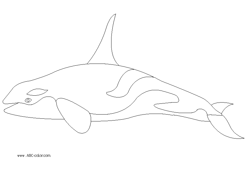 Download Raster Coloring Killer Whale