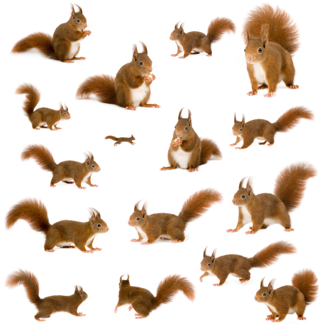 Ecureuils   Squirrels   Eichh Rnchen   Ardilla   Clipart  