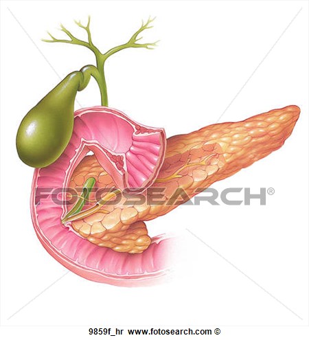 Fegato Pancreas E Duodeno Unlabeled  Fotosearch   Cerca Clipart    
