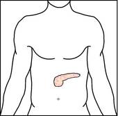     Of The Pancreas Inset Shows Location Of Pancreas Rf Royalty Free