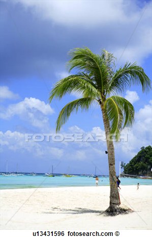 Palm Tree On A Beach Clip Art