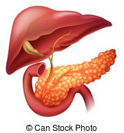 Pancreas Cancer Vector Clipart And Illustrations