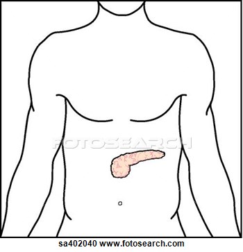 Pancreas Clipart Fotosearch   Search Clipart