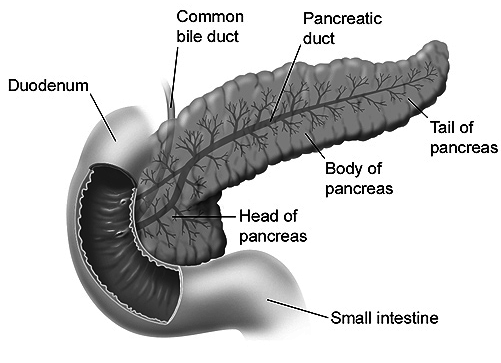 Pancreas Duodenum And Small Intestine   Http   Www Wpclipart Com    