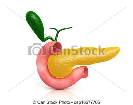 Pancreas In Colour    Csp16677705   Search Clipart Illustration