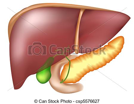   Pancreas Liver Duodenum And Gall    Csp5576627   Search Clipart    