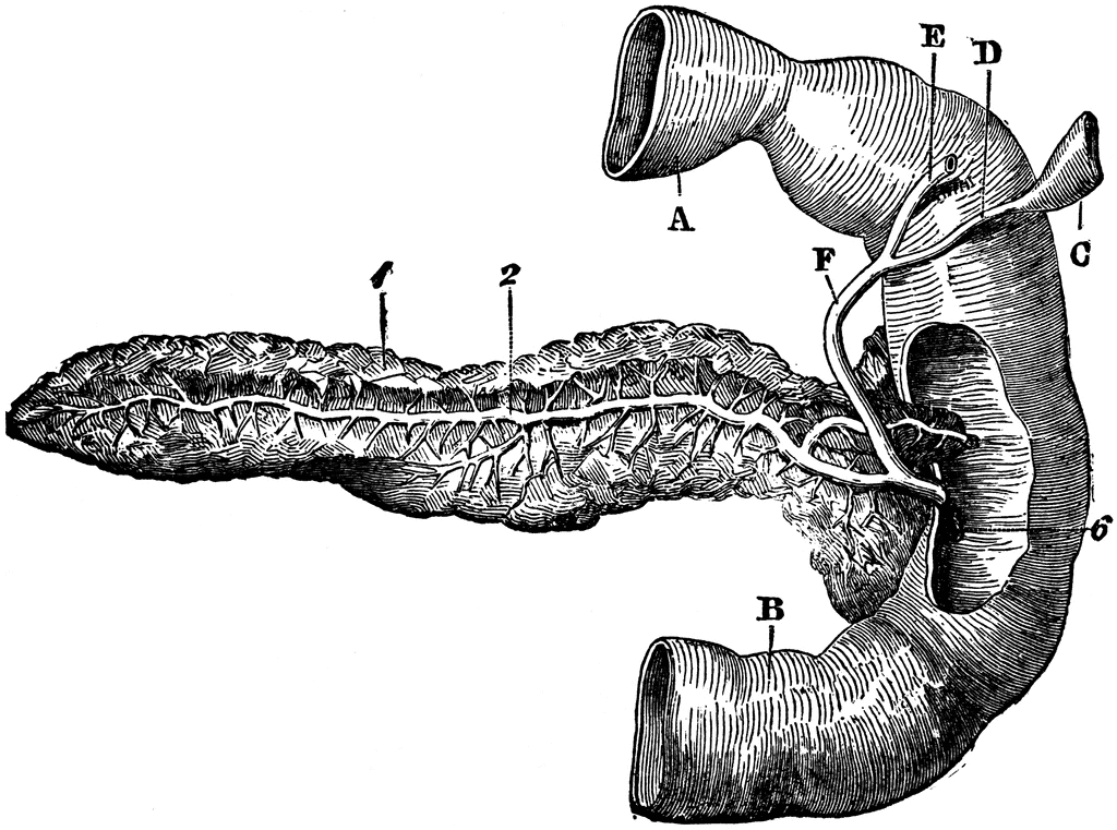 Posterior View Of Pancreas   Clipart Etc