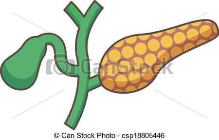 Vector   Pancreas And Gallbladder   Stock Illustration Royalty Free