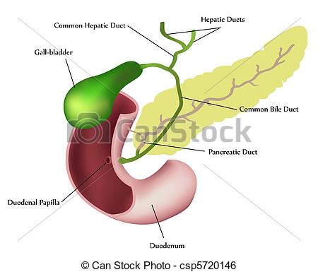 Vector   Pancreas Duodenum And Gall Bladder   Stock Illustration