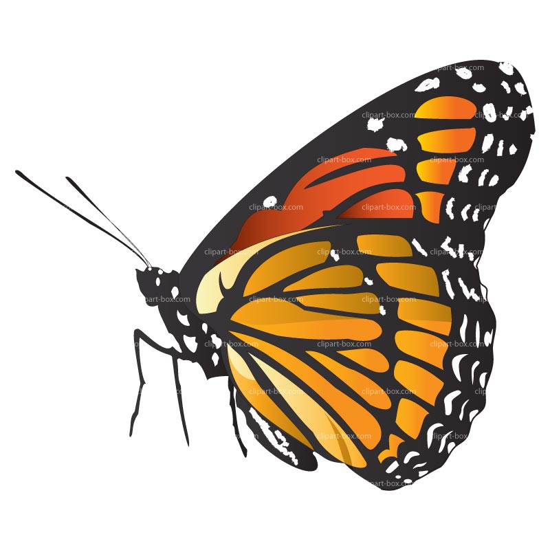 Clipart Butterfly Side   Royalty Free Vector Design