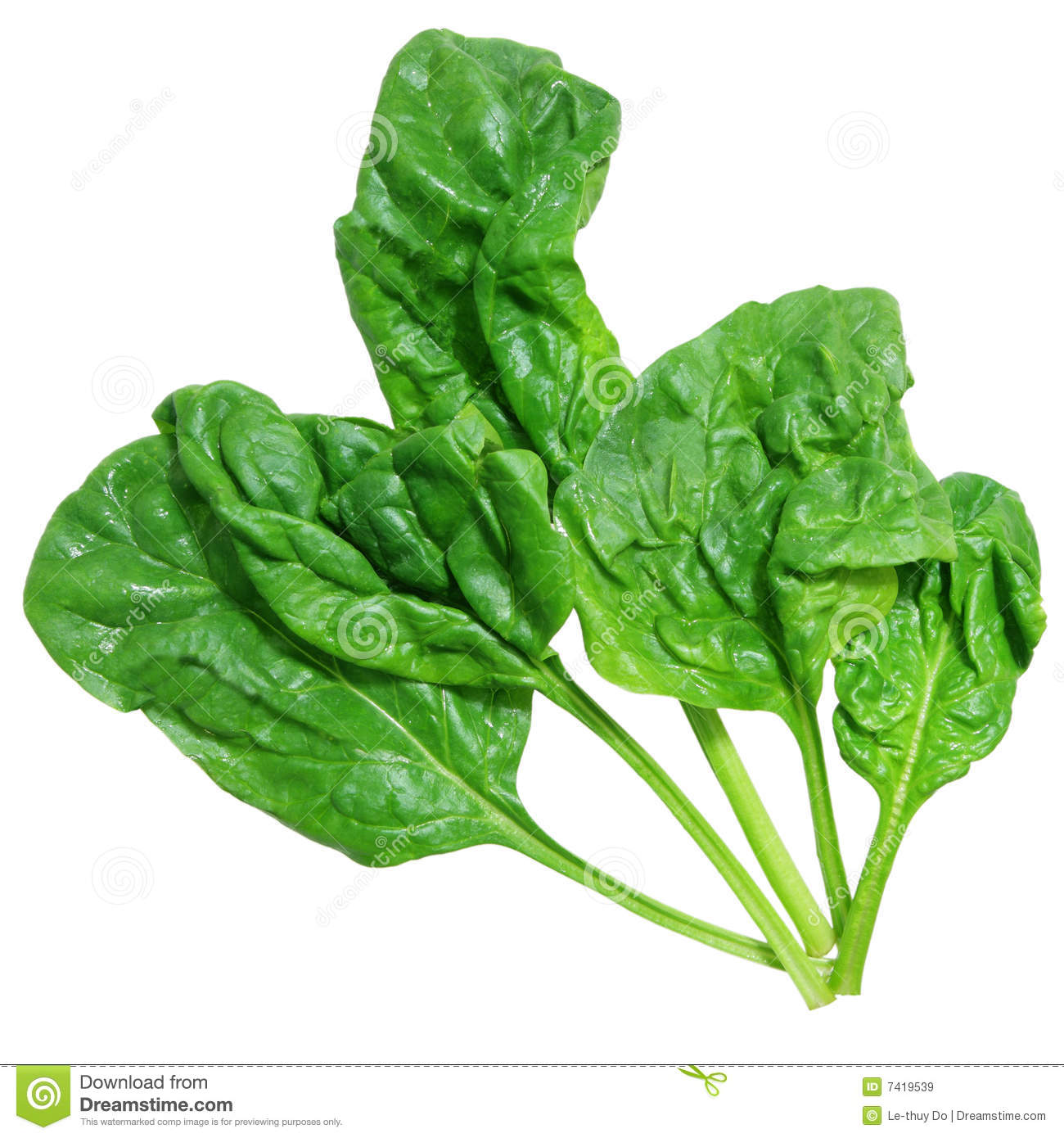 Curly Spinach Royalty Free Stock Images   Image  7419539