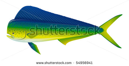 Dorado Saltwater Fish  Coryphaena Hippurus  Isolated On White  Full