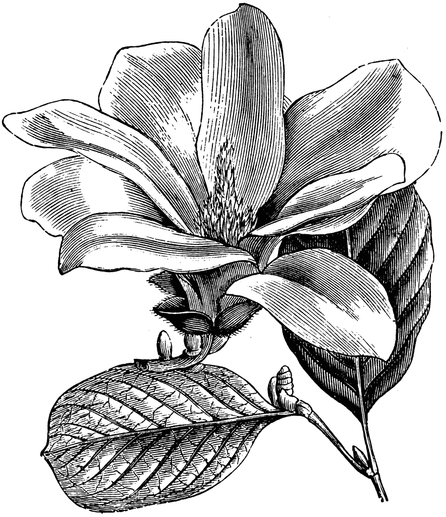 Flower And Leaves Of Magnolia Conspicua   Clipart Etc