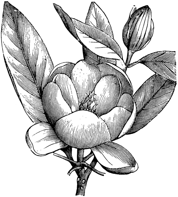 Flowering Branchlet Of Magnolia Glauca   Clipart Etc