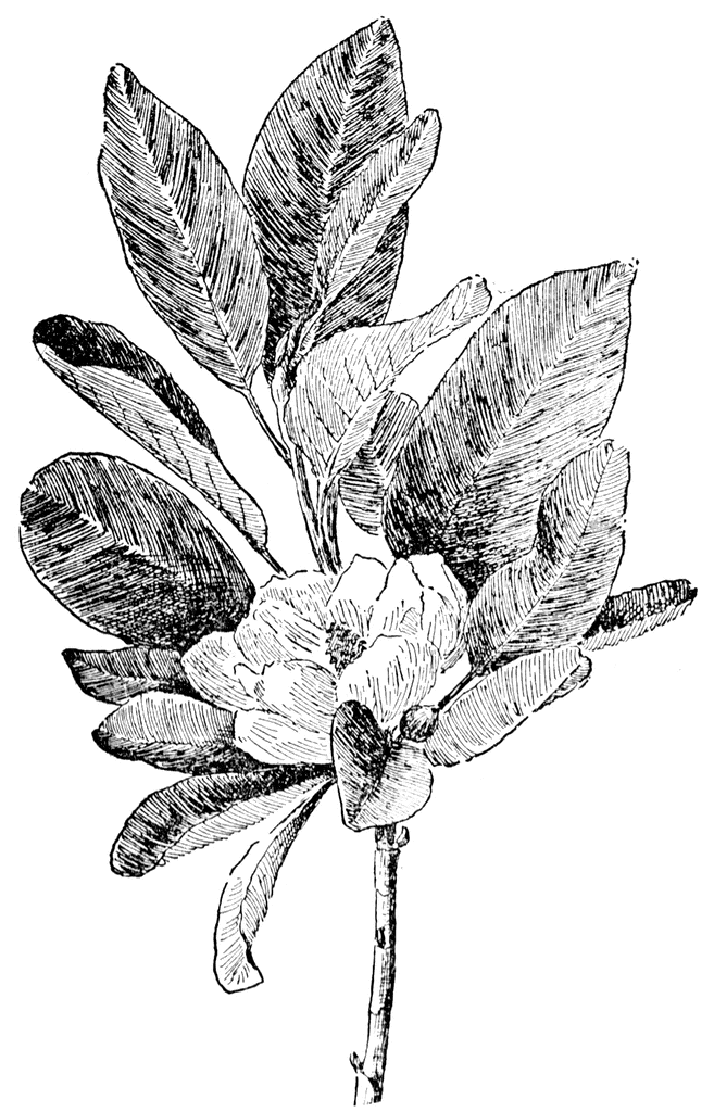 Magnolia   Clipart Etc