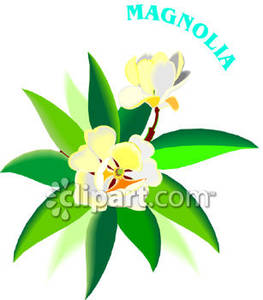 Magnolia Flower Clip Art   Clipart Panda   Free Clipart Images