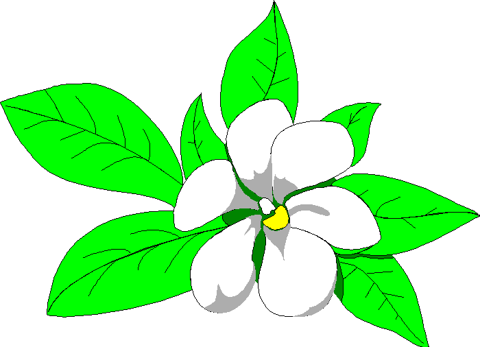 Magnolia Flower Clipart Flowers Magnolia 100 Jpg Pictures To Pin On