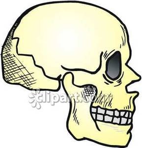 Side View Of A Human Skull   Royalty Free Clipart Picture