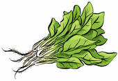 Spinach Leaves Clip Art And Stock Illustrations  32 Spinach Leaves Eps