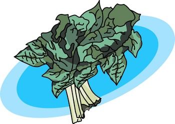 Vegetable Clipart   Spinach   Classroom Clipart
