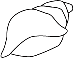 Clipart Seashells Colouring Pages  Page 3