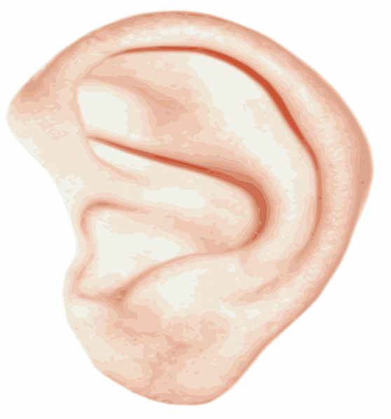 Ear Clip Art At Clker Com   Vector Clip Art Online Royalty Free    
