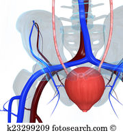 Kidney Dialysis Illustrations And Clipart