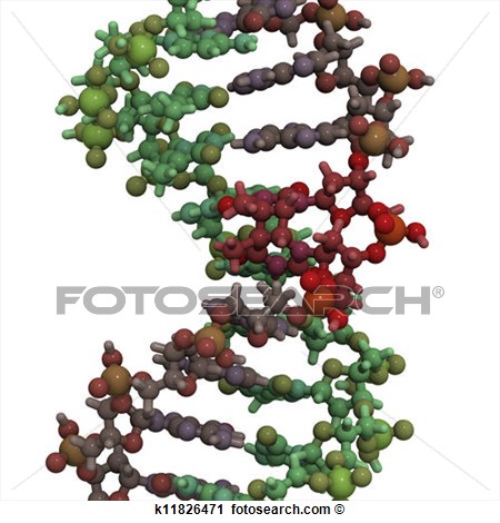 Skin Cancer Clipart Clipart   Dna Damaged By Light A Cause Of Skin