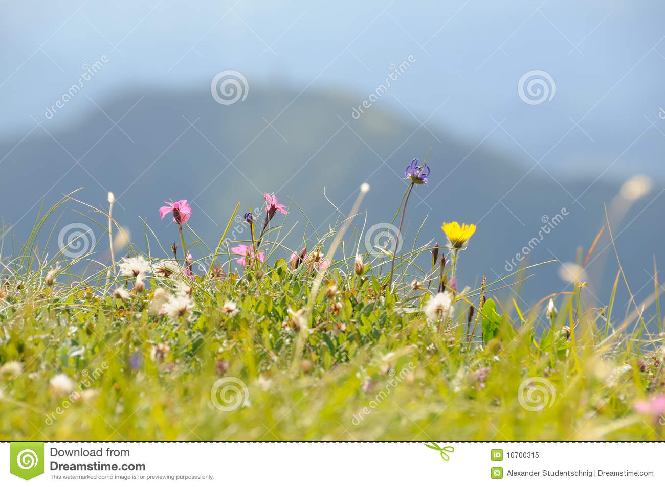 Alpine Flower Field No 1 Royalty Free Stock Photo   Image  10700315