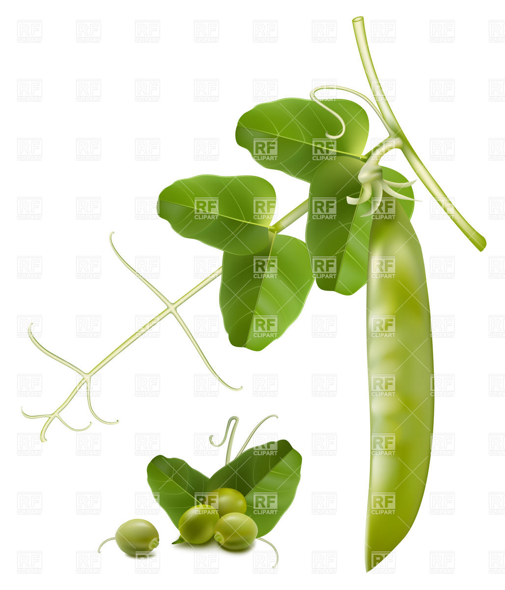 Clipart Catalog   Food And Beverages   Pea And Pea Pod Download