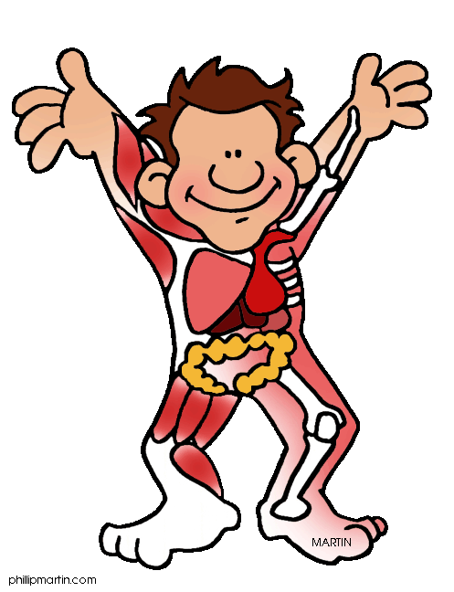 Dk Human Body System Clipart   Cliparthut   Free Clipart