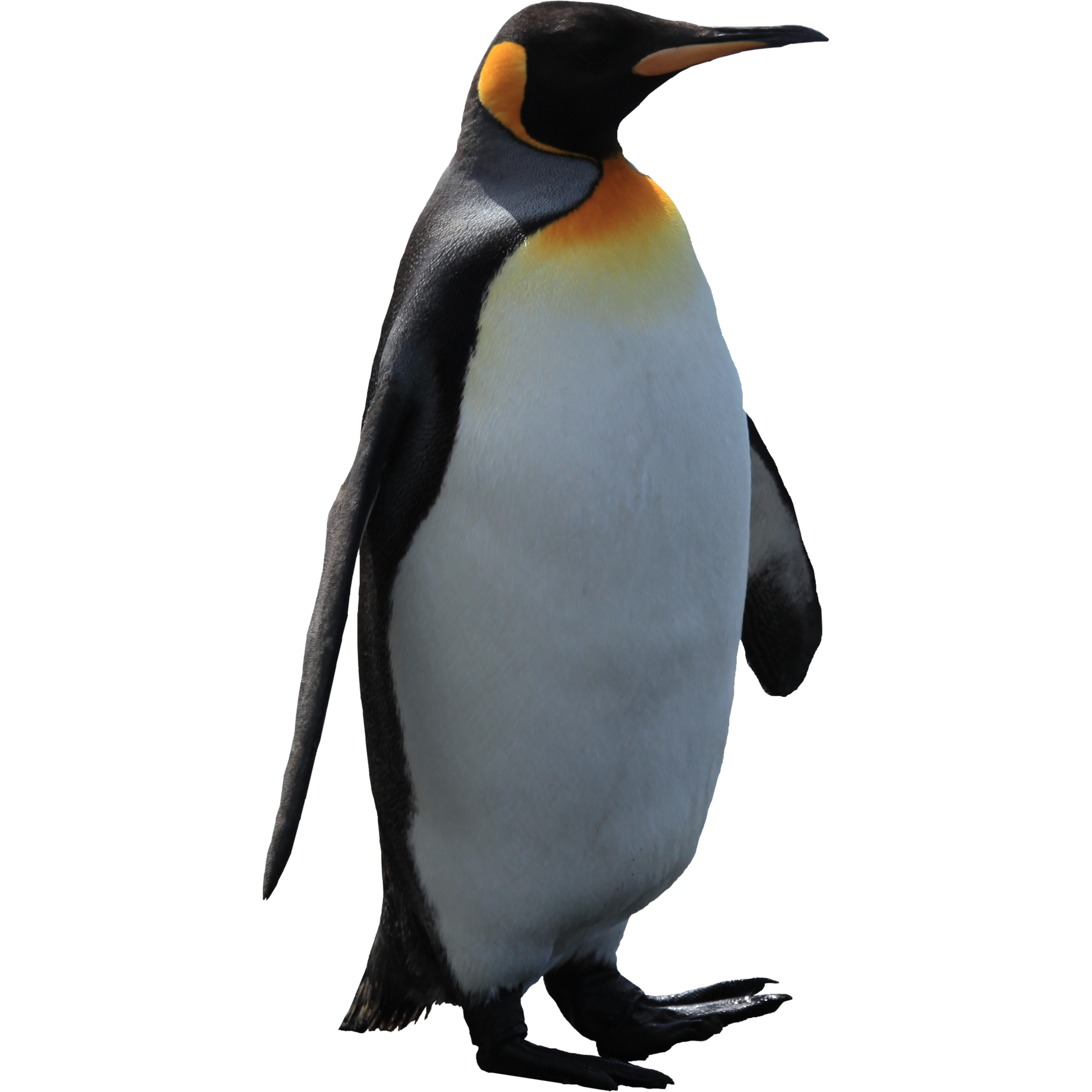 Download Png Image  Imperator Penguin Png Image