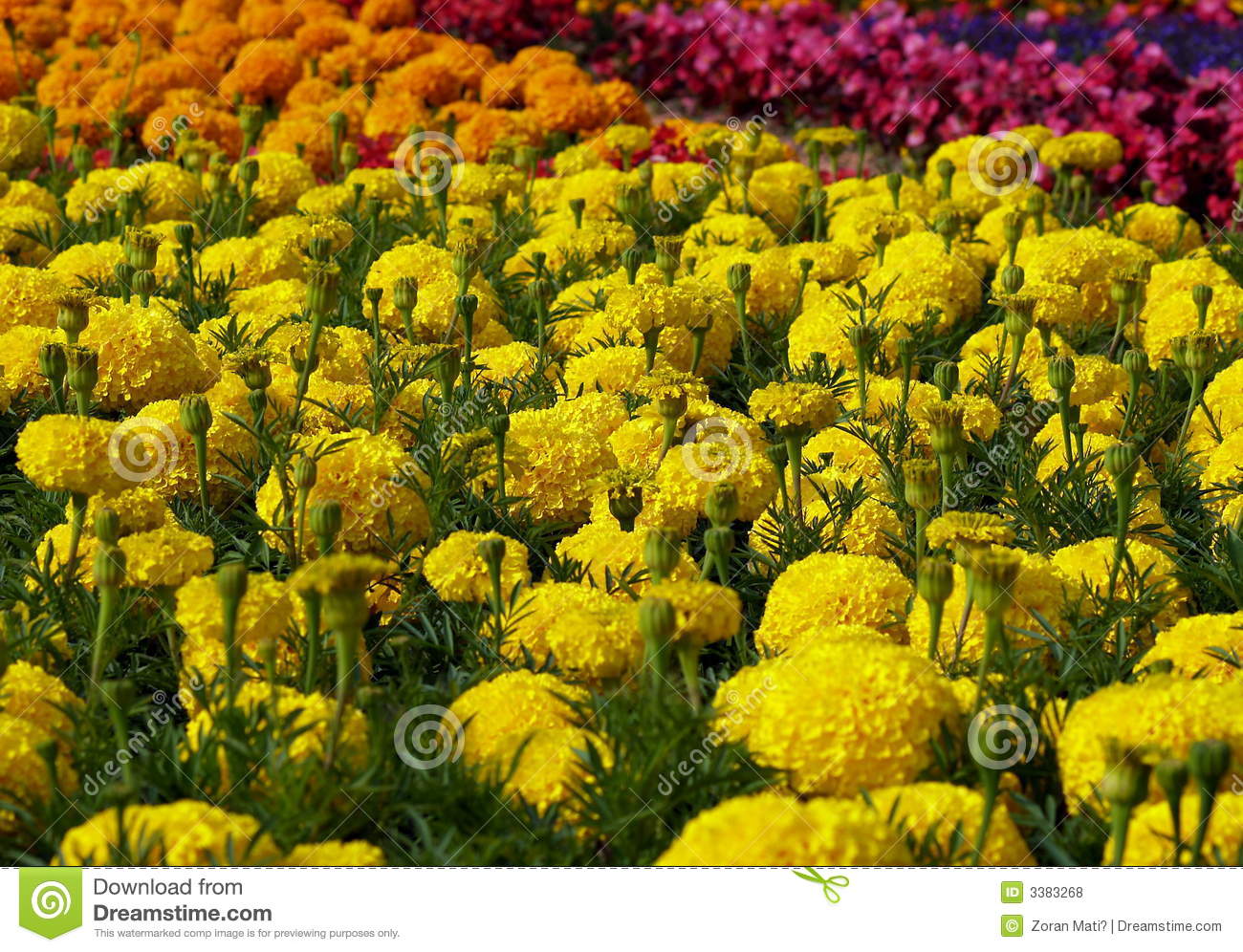 Field Of Flowers Royalty Free Stock Photos   Image  3383268