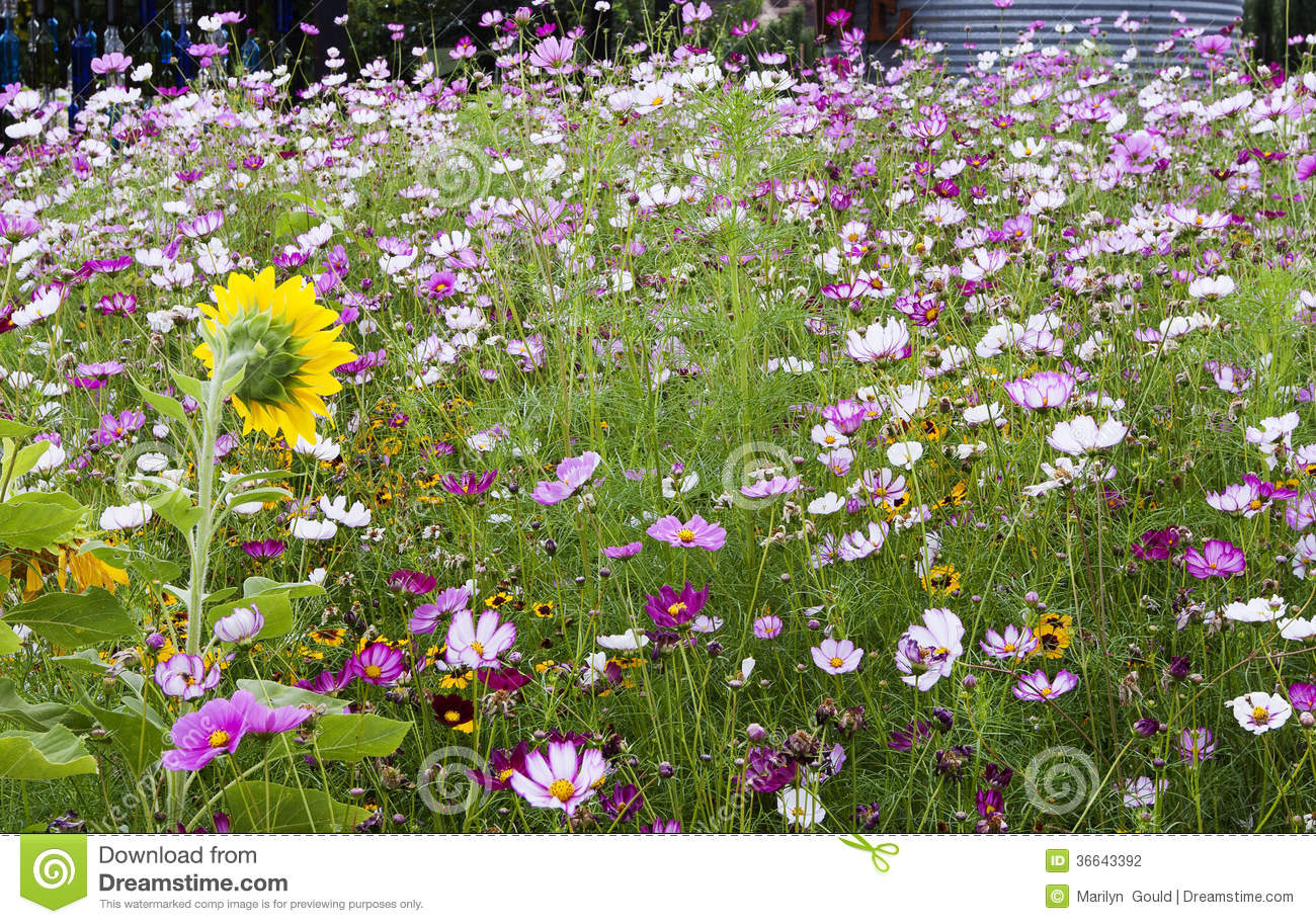 Field Of Flowers Stock Photography   Image  36643392