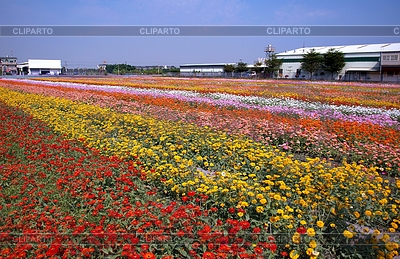 Field Of Marigold Flowers  Tagetes Patula  In Various Colors On A