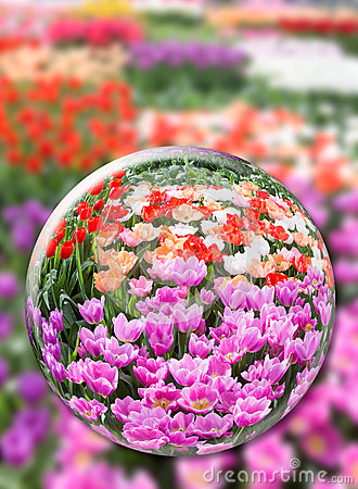 Glass Sphere With Various Tulips In Flowers Field Stock Photo   Image