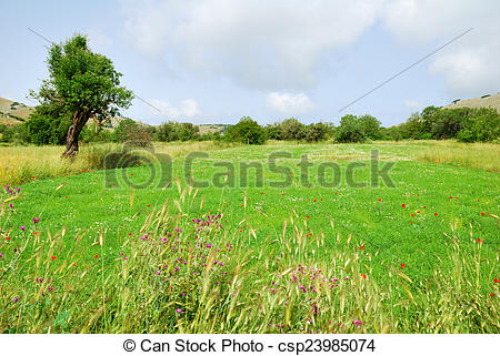 Green Field With Various Flowers On The Island Of Lefkada Greec