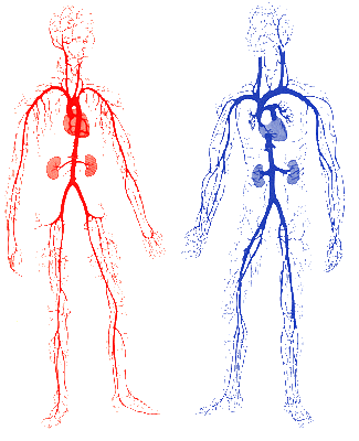 Human Body Circulatory System Http   Scienceinspiration Blogspot Com