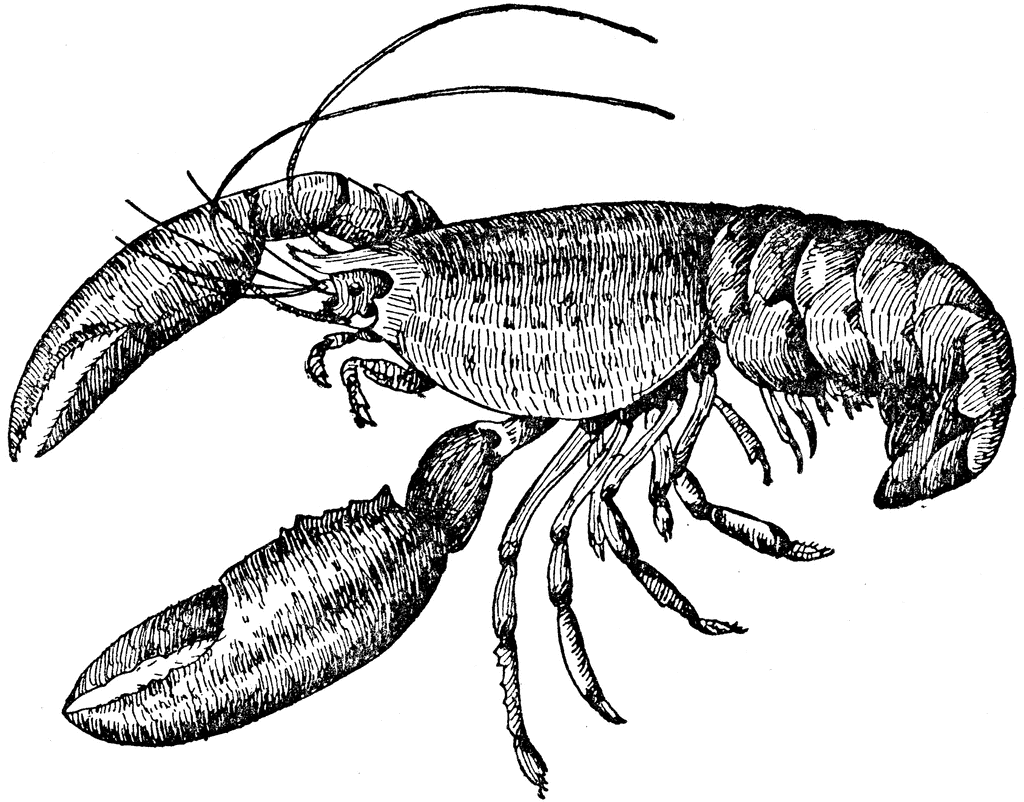 Lobster   Clipart Etc