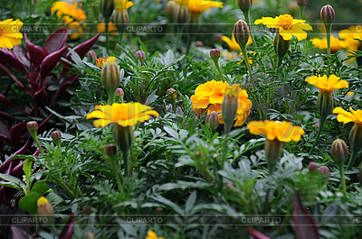 Marigolds On The Flowerbed At The End Of Summer      Vicspacewalker