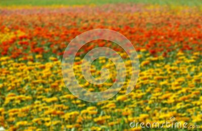 Of A Field Of Marigold Flowers  Tagetes Patula  In Various Colors