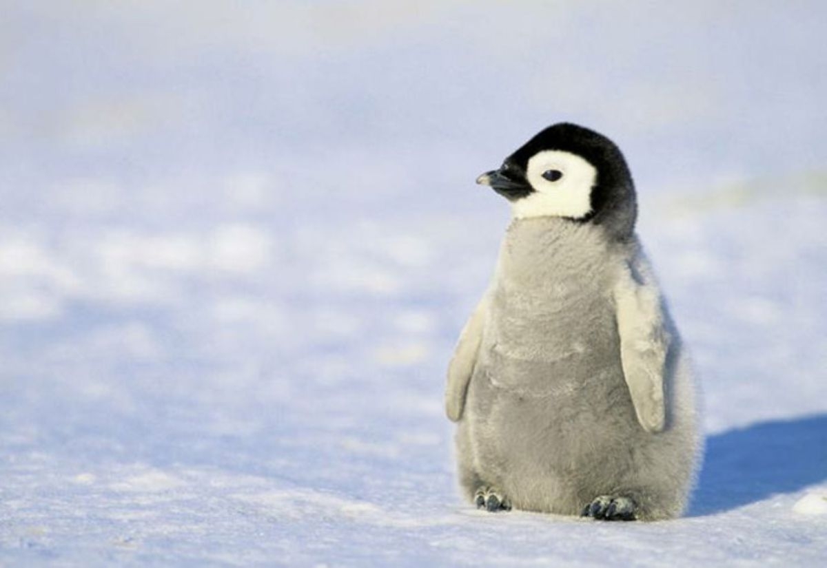Penguin Baby Cute   Meme Generator