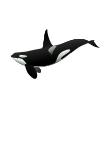 Share Orca Matthew Gates R Clipart With You Friends